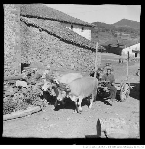 Attelage de bœufs dans un village du Pays basque, 1949, Philippe Joudiou - source : Gallica-BnF