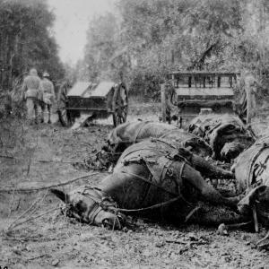 Animaux de guerre : « En France, on est dans l'idée de l'animal-machine »